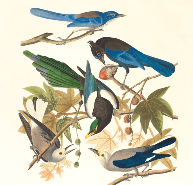 Different Types of Bird Art — Printing & Design in Lismore, NSW
